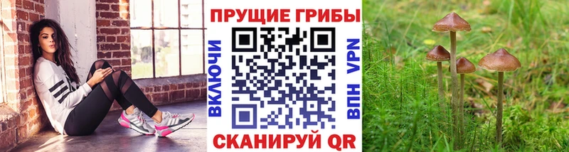 кракен маркетплейс  Белореченск  Галлюциногенные грибы MAGIC MUSHROOMS 